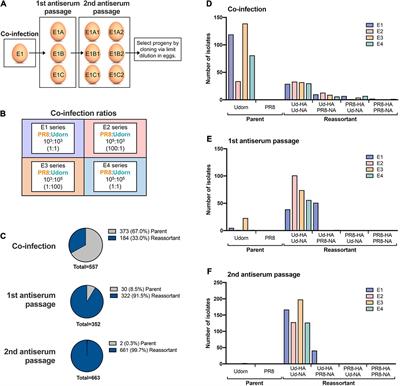 Gene Segment Interactions Can Drive the Emergence of Dominant Yet Suboptimal Gene Constellations During Influenza Virus Reassortment